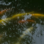 koi pond