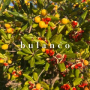 bulanco