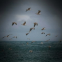 Sea Waves and Seagulls Sounds for Stress Relief
