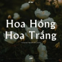 Hoa Hồng Hoa Trắng (Lofi)