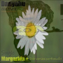 Margarida dub perfumada