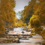 Soothing River stream in Forest for Deep Relaxation