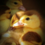 Relax and Feel Calm with Animal Sounds of Chickens and Ducks