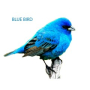 Blue Bird